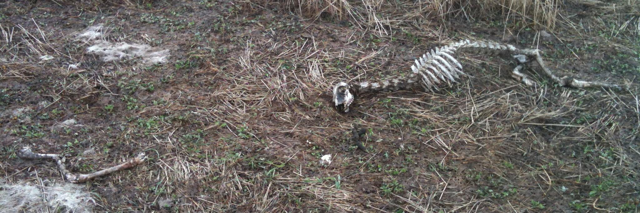Cedar Mathers-Winn banner