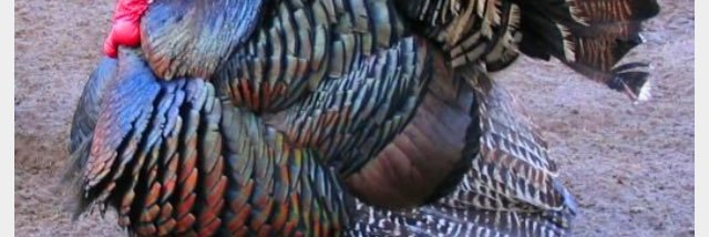 jackson_turk's profile banner image