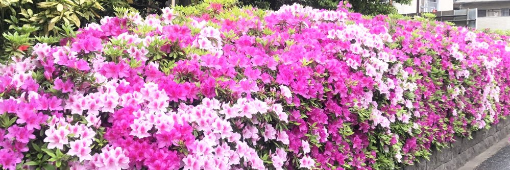 4225_s's profile banner image