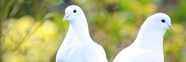 ismailtelli63's profile banner image