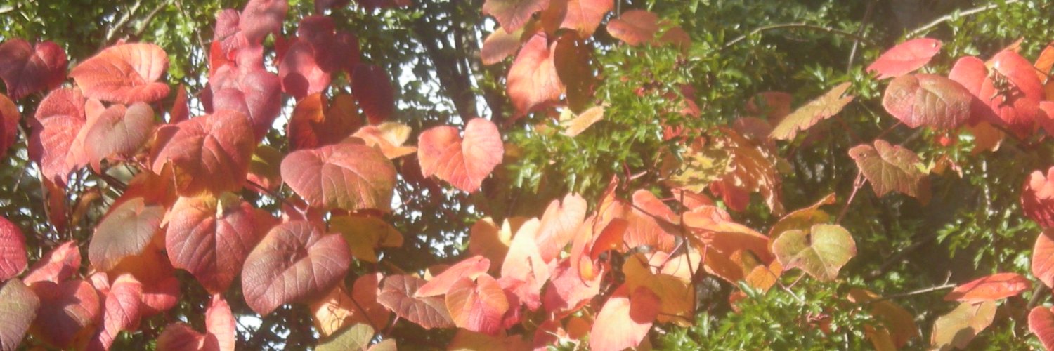 mamnesiac's profile banner image