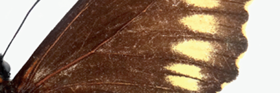 GayanaJrnl's profile banner image