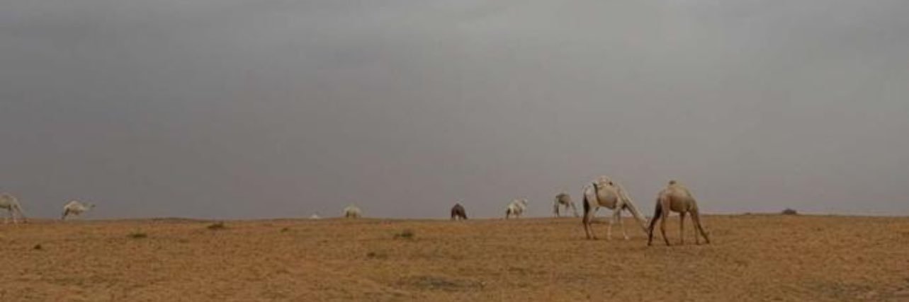 samrah_33's profile banner image