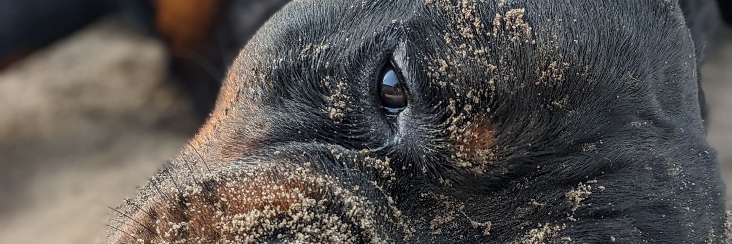 Patrick Heemskerk 💙💛 #stopwar banner