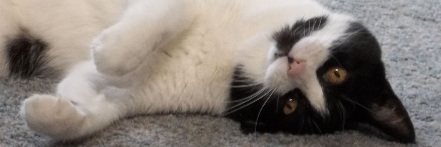 ReeseKitty's profile banner image