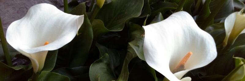 EstherNiubo's profile banner image