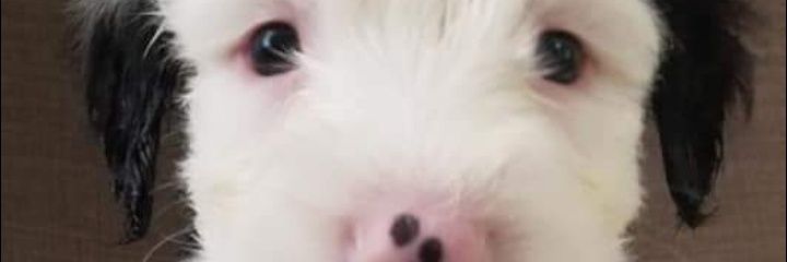Lovable Liberal and his Old English sheepdog's banner