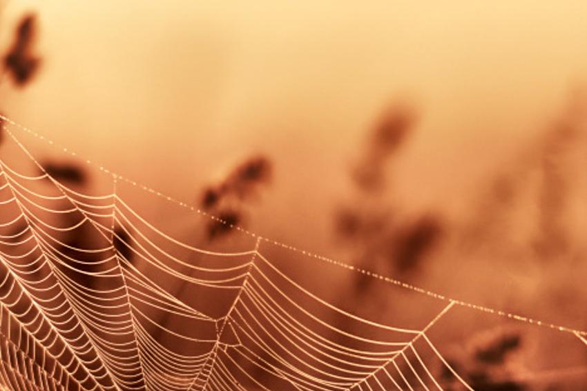 mileraeshoni's profile banner image