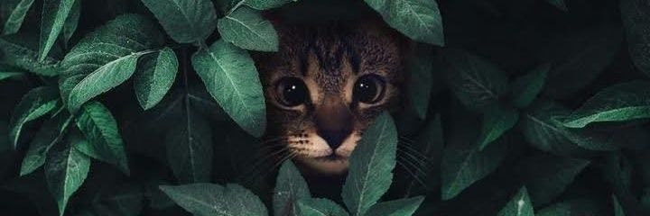 Vitor Tovaglieri  banner