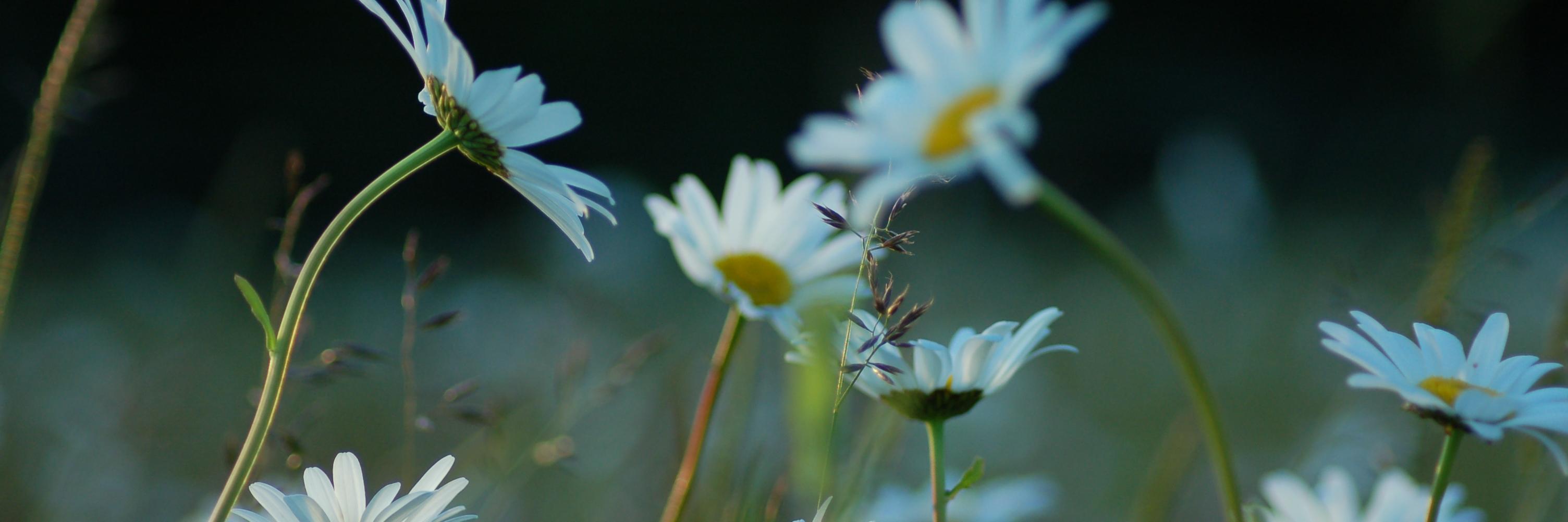FieldFarmP's profile banner image