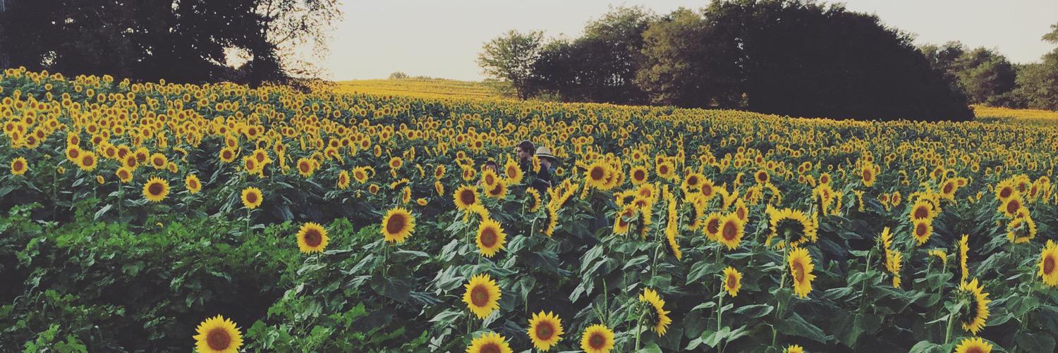 AshleyDLandis's profile banner image
