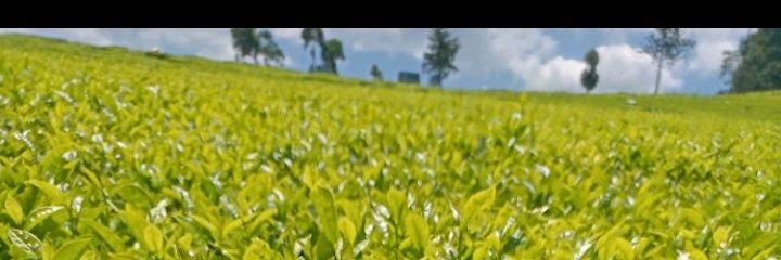 Moranga_Do's profile banner image