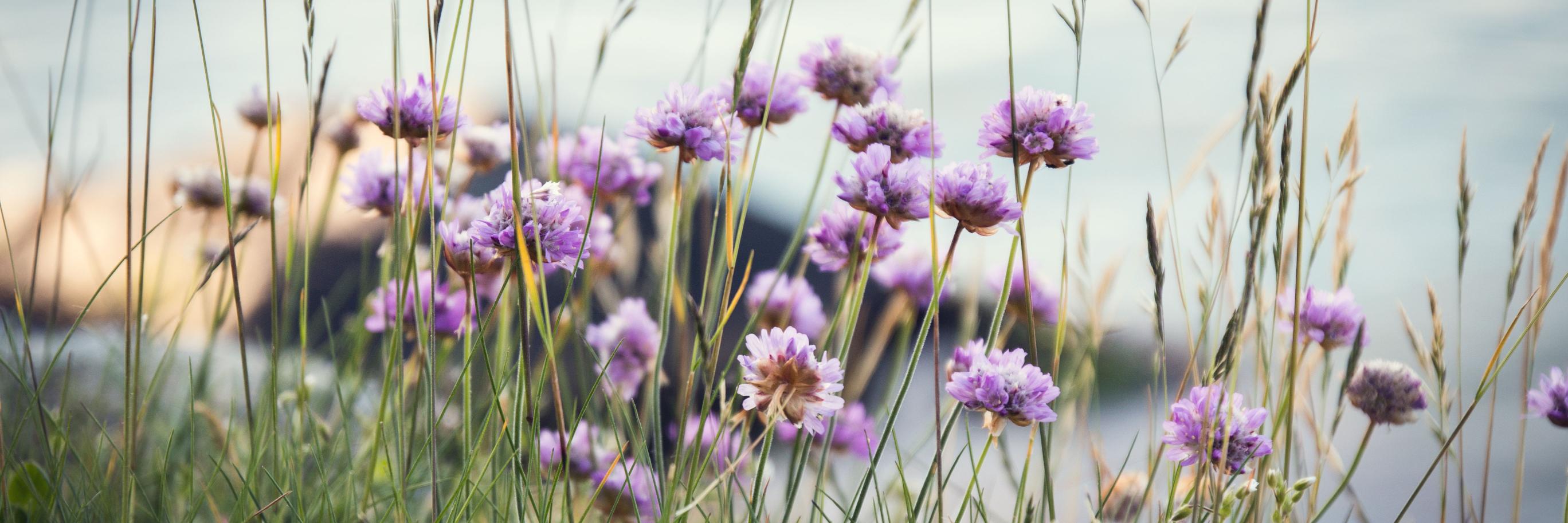 Jessica Lindén banner
