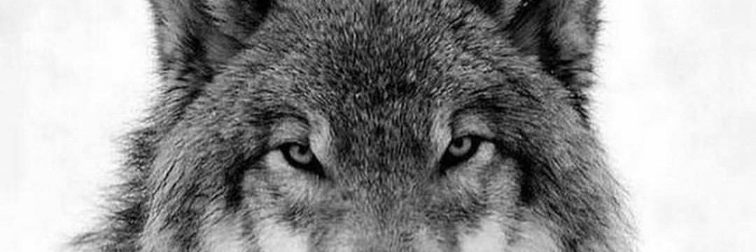 bademgiz's profile banner image