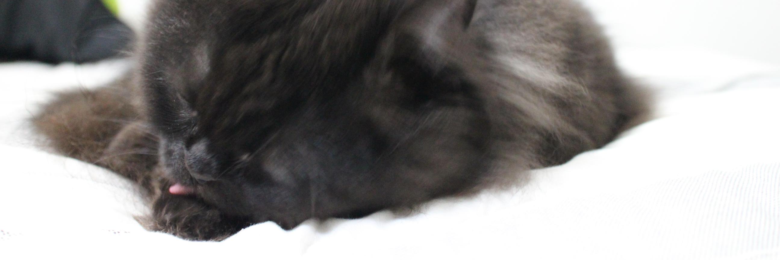 sho5230's profile banner image