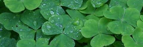 IrishExecutives's profile banner image