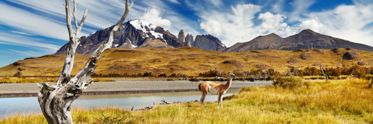 Simón Boric Font banner