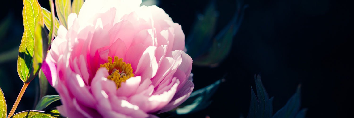 wild_Hei's profile banner image