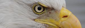 OMEaglesEye's profile banner image