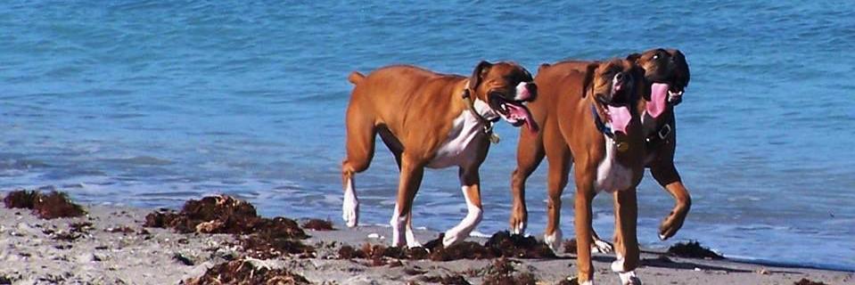 FLBoxerAngels's profile banner image