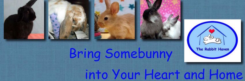 The Rabbit Haven banner