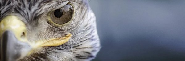 koslayo Profile Banner