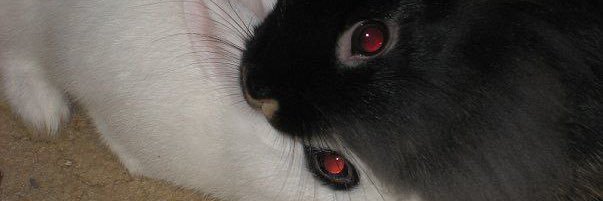 ☆ tofu ☆ banner