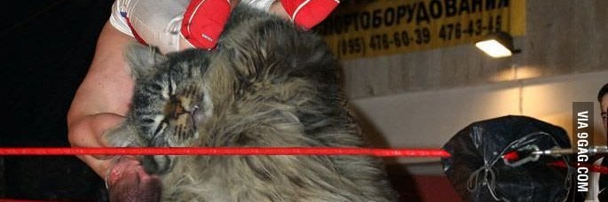 GoddessOfCats's profile banner image