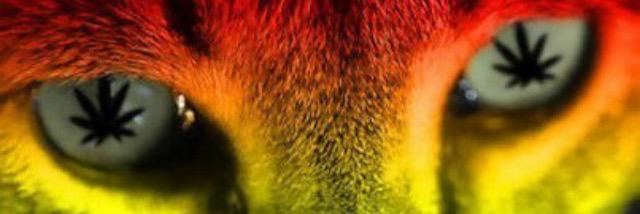 officalread_'s profile banner image