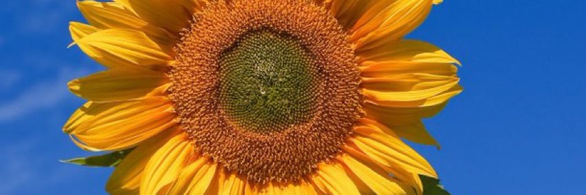 Judy Gilmore 💙💛 banner