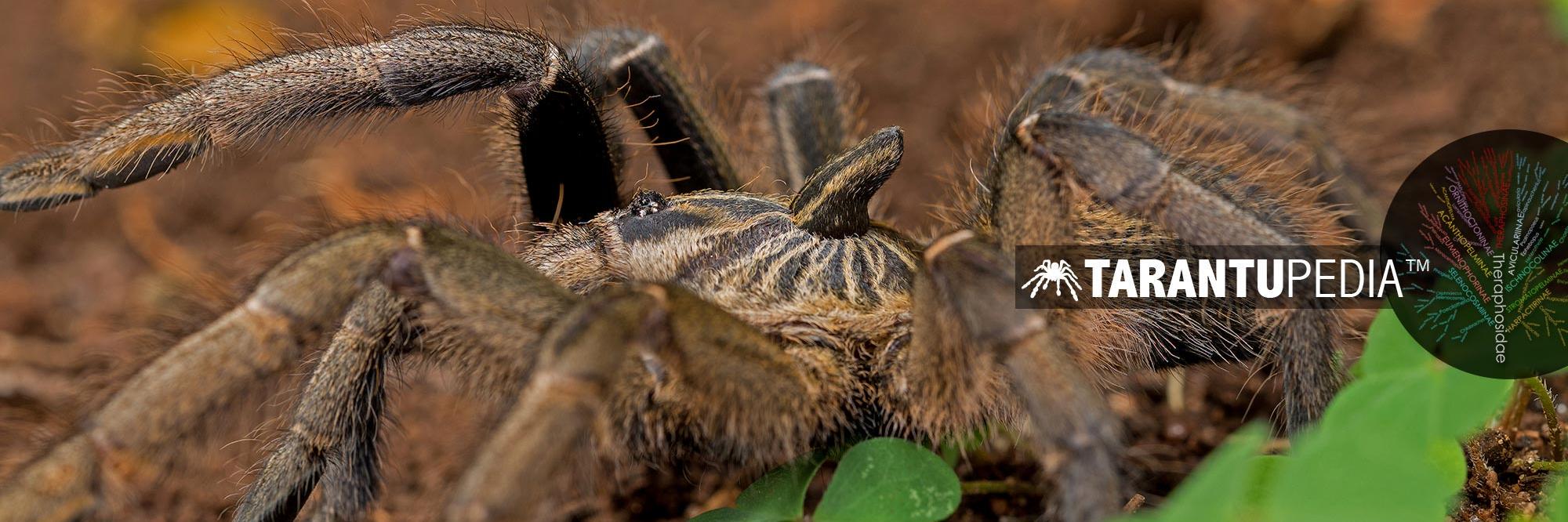 tarantupedia's profile banner image