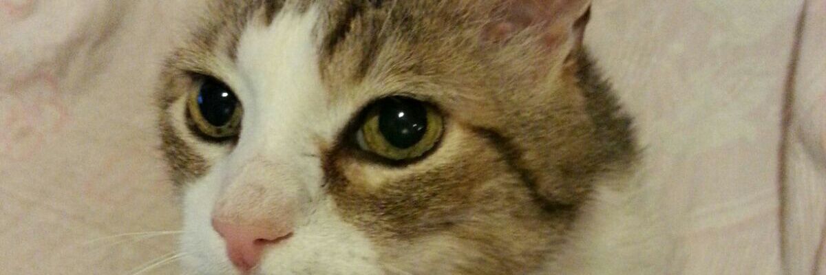 Ss83Sofi's profile banner image