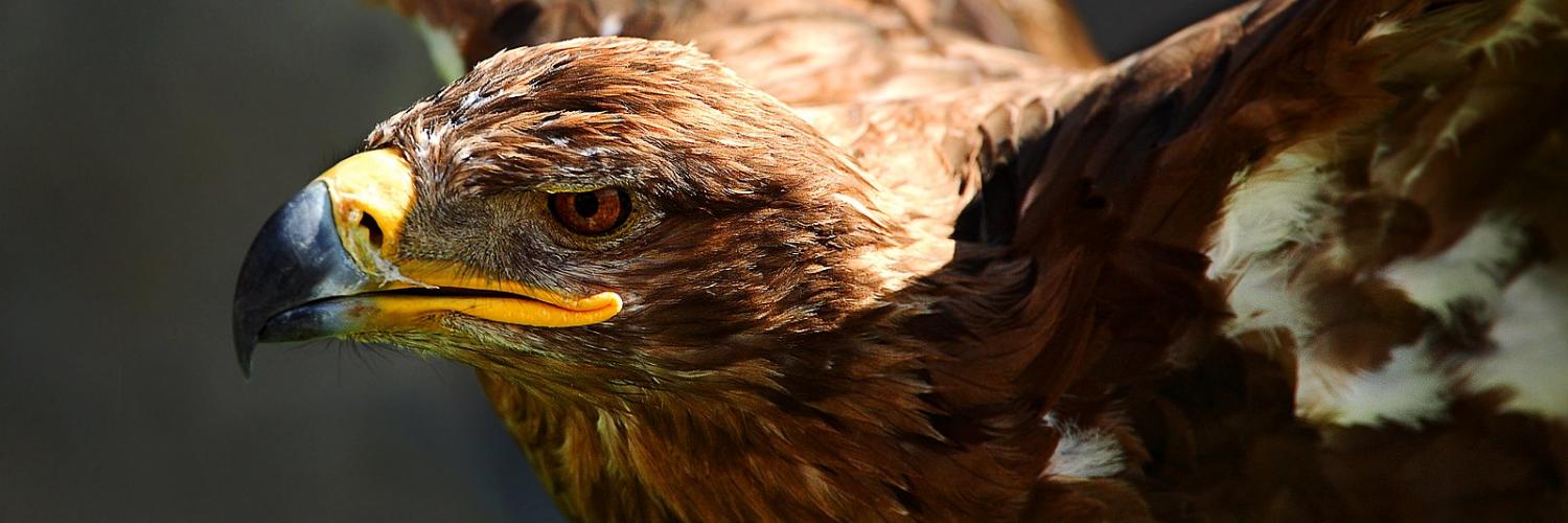 Starkie-Littbarski84 🇲🇽🇩🇪🇸🇻🏳️‍🌈 banner