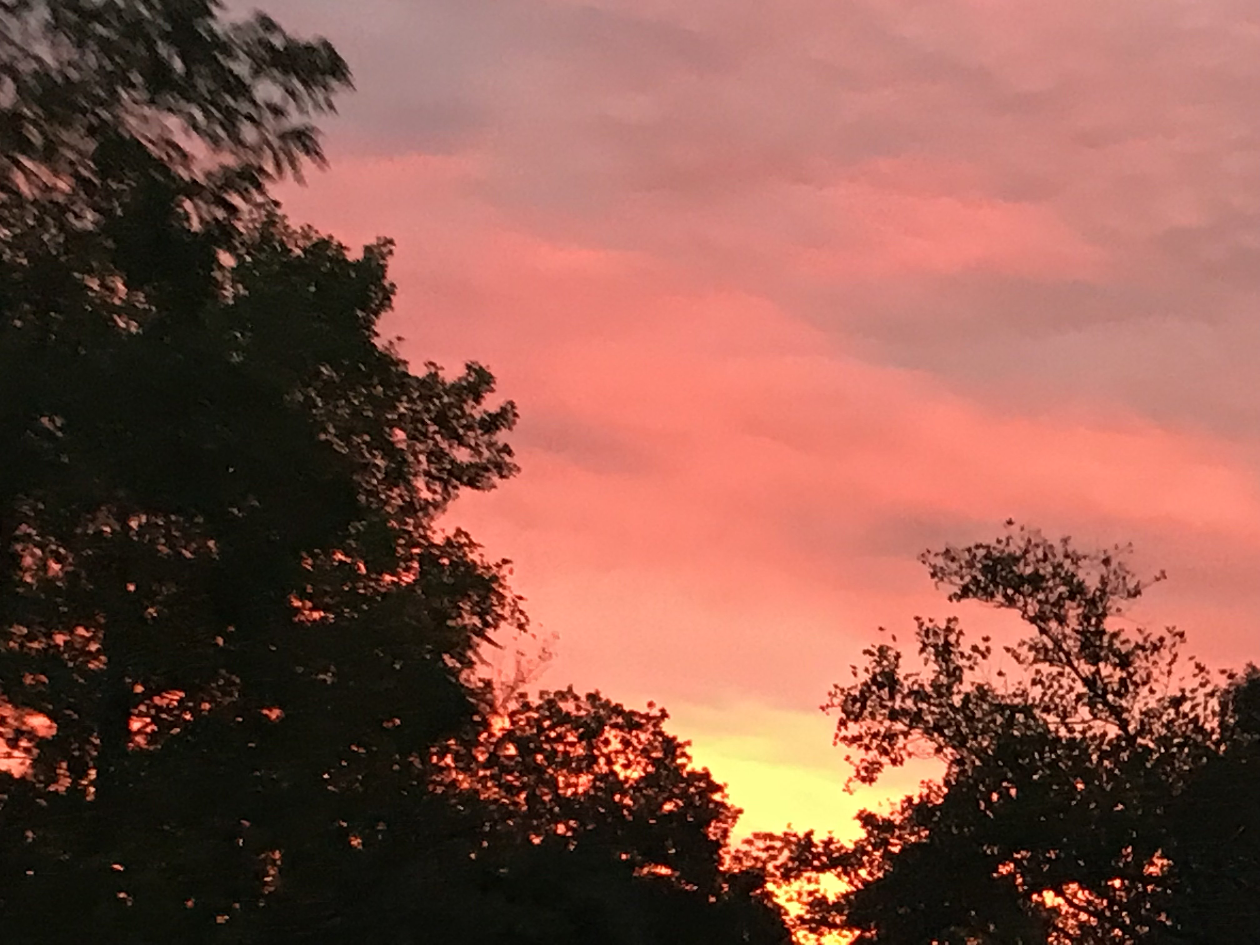 Dr. Marie Cavuoto Petrizzo banner