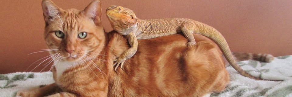 rosadacat's profile banner image