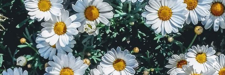 SilvinaEXOL's profile banner image