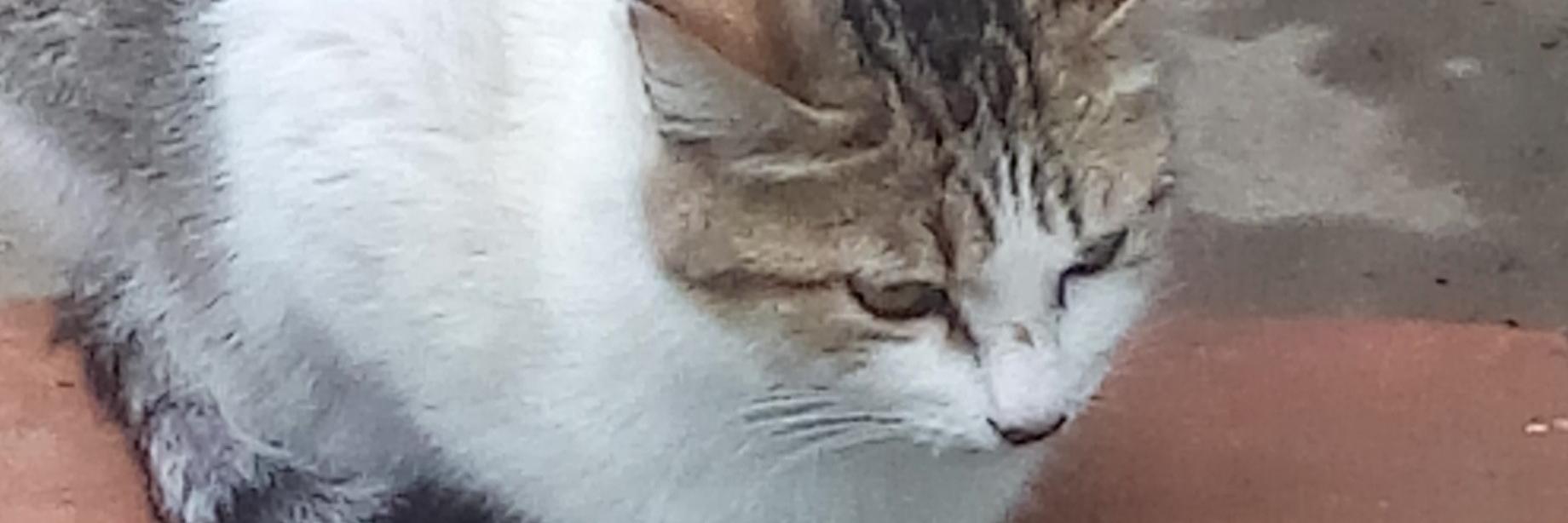 CanyTaz's profile banner image