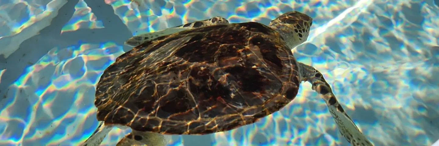 jlfsquirt's profile banner image