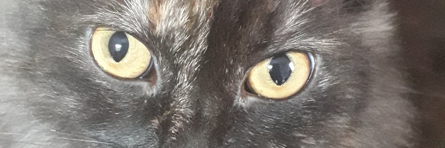 gisasouzza's profile banner image