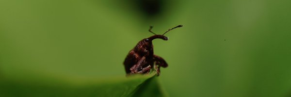 xopherchan Profile Banner