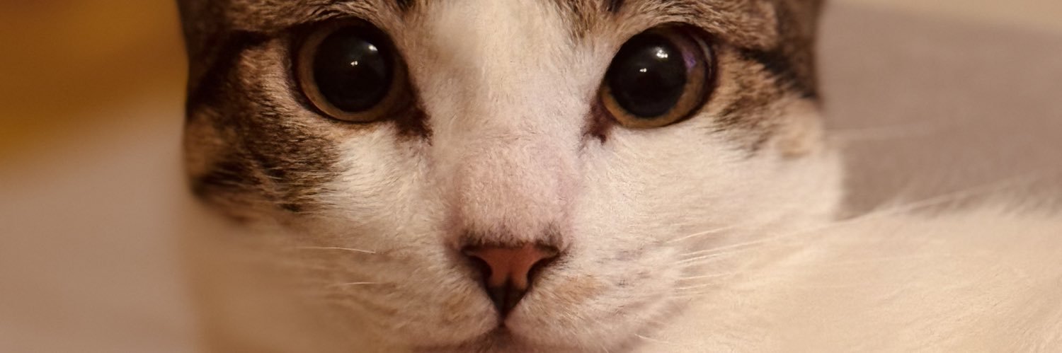 leonorslv's profile banner image