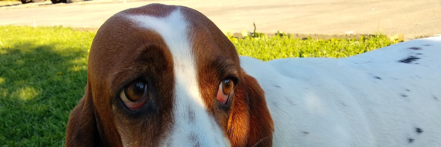 pilydiazb's profile banner image