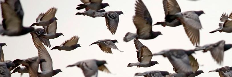 PigeonDefenders's profile banner image