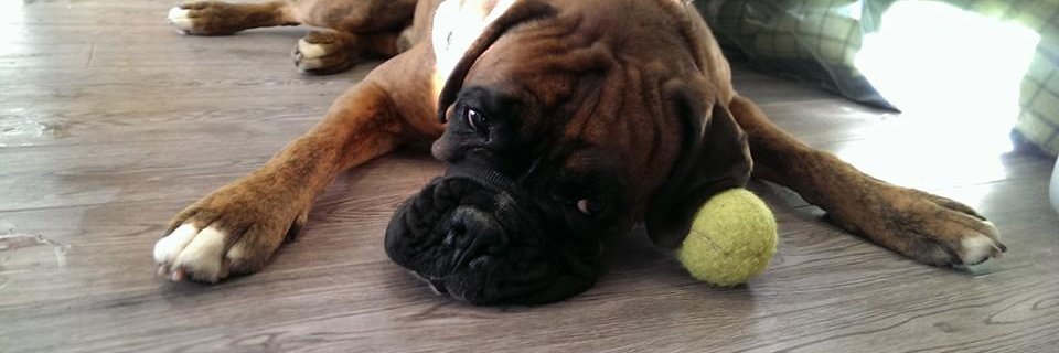 TheMothernPaws's profile banner image