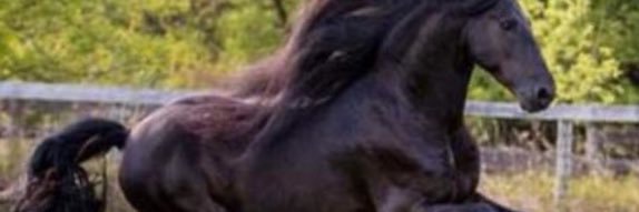 KingPisces89's profile banner image