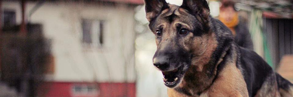 PorebaOlga's profile banner image