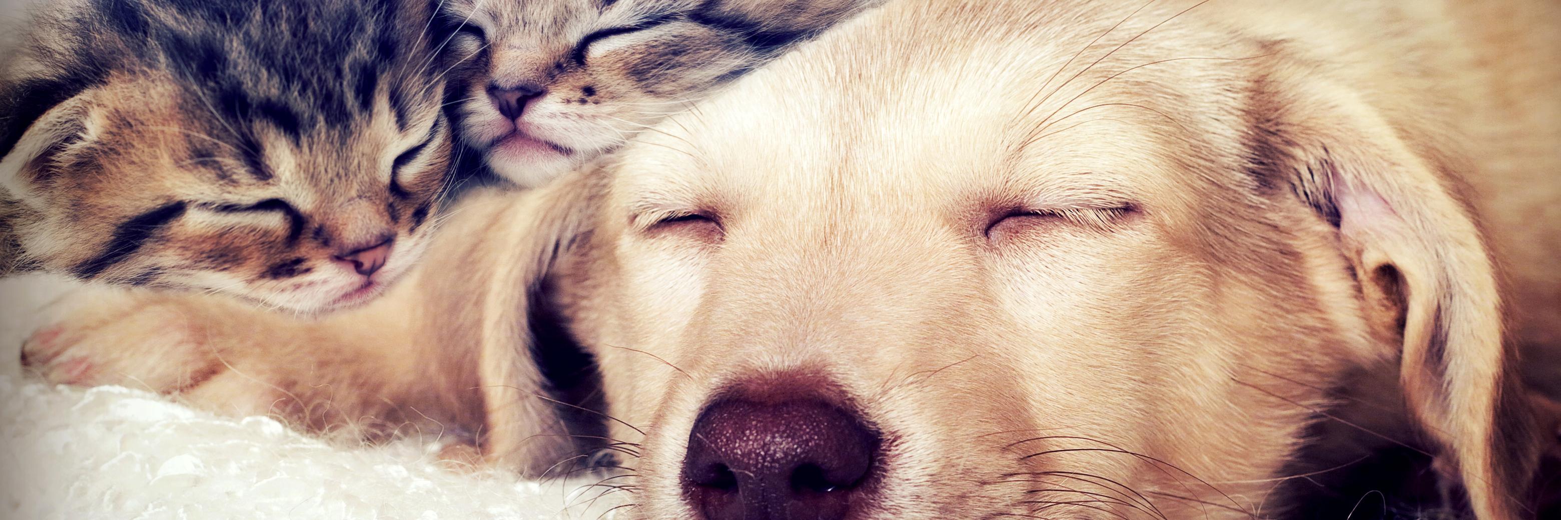 craypetz's profile banner image