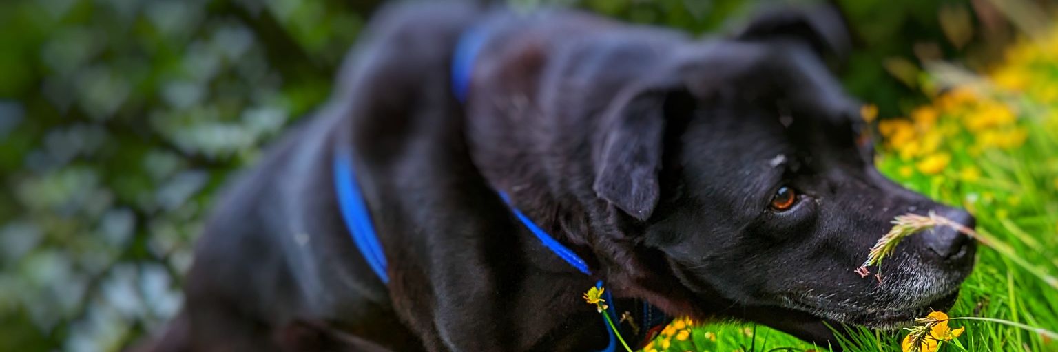 Beau Thomas 🐆🐎🐅🐾 banner