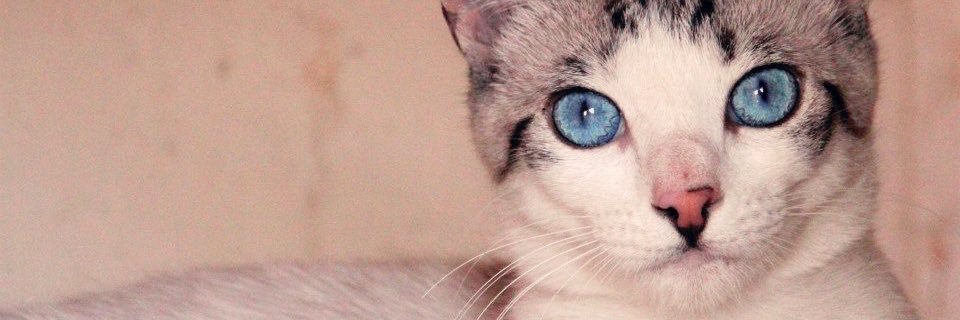 _ohmir's profile banner image
