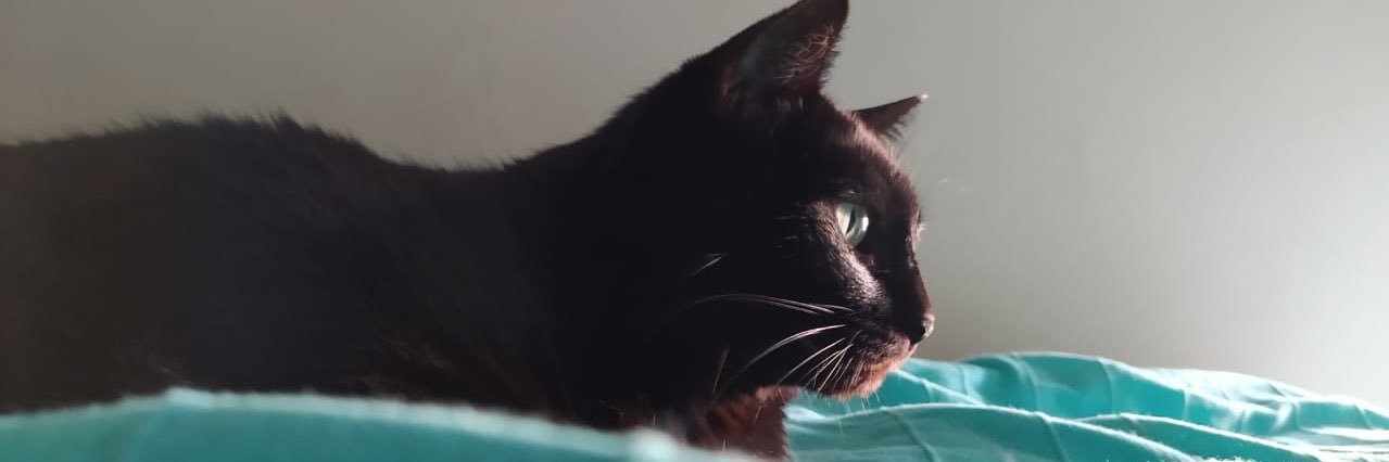 LuBlackCat's profile banner image